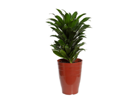 Dracena Compacta