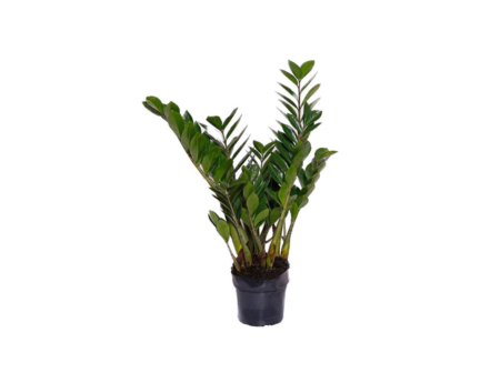 Equipe de paisagismo